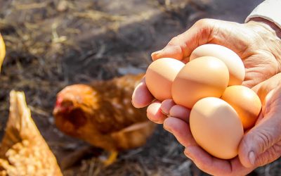 Ausgerechnet vor Ostern: Eier werden knapp